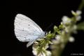 Celastrina argiolus (Kutsalmavi)